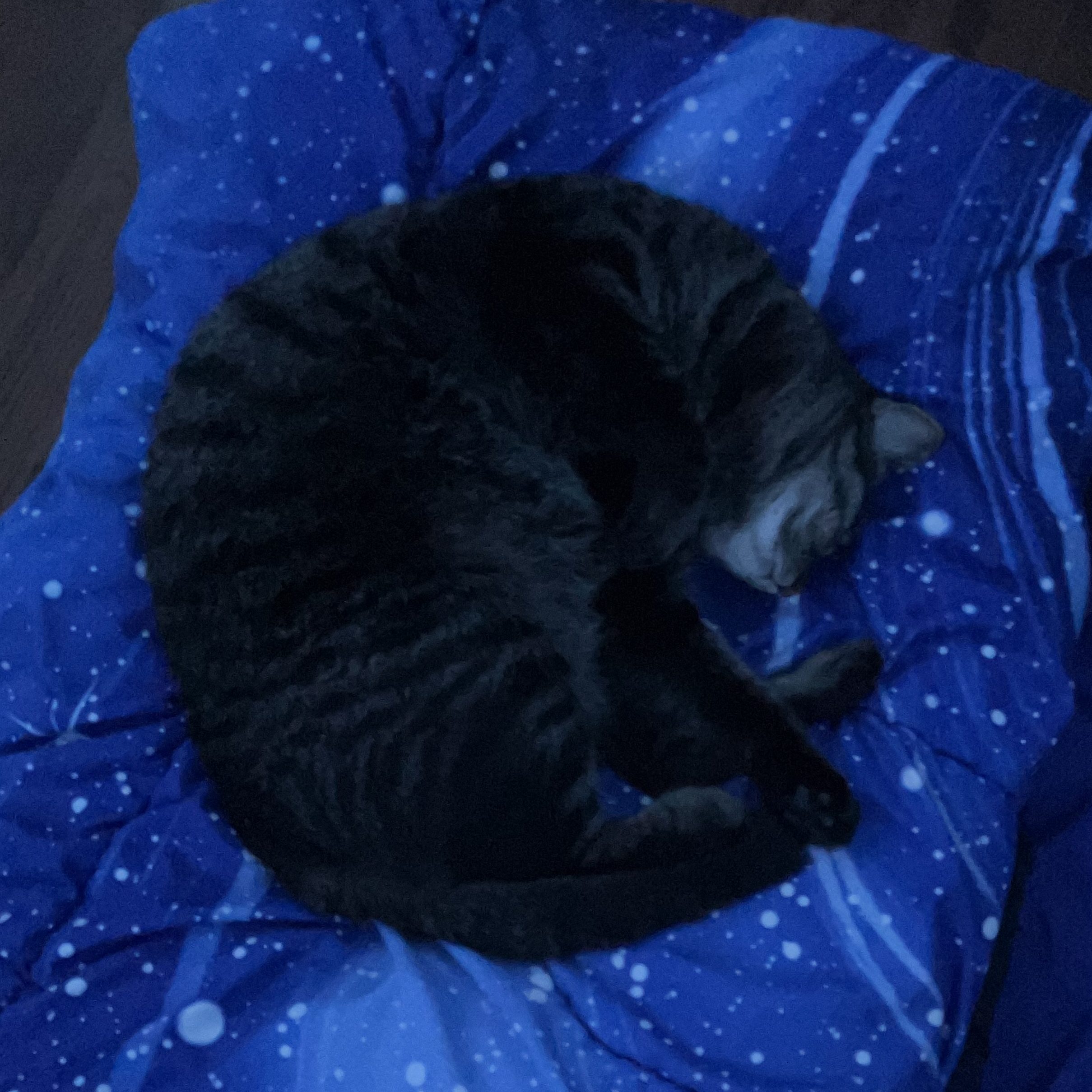 Aiden-Catman